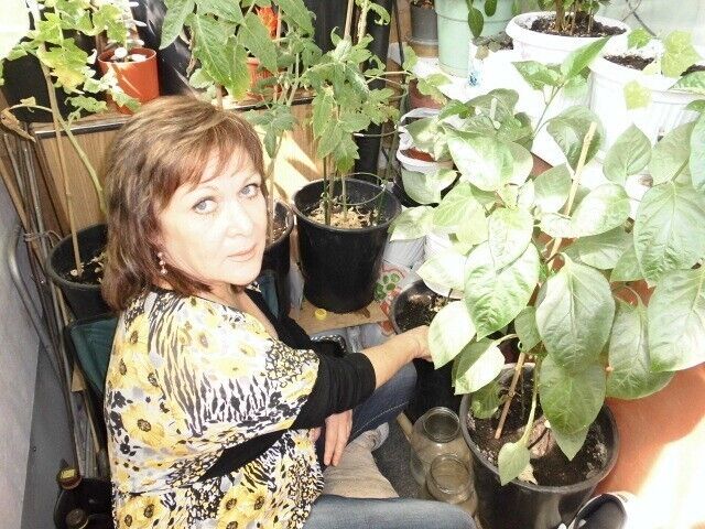 ���� 19511515 ������� �������, 66 ���, ���� ���������� � ������