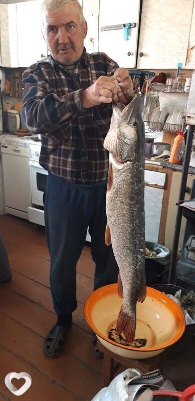 ���� 52705505 ������� ��������, 53 ����, ���� ���������� � ���������