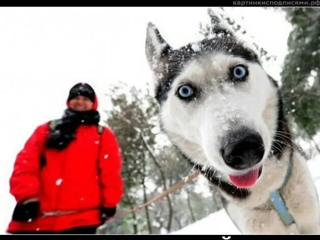 ���������� �������, ���� ������� Ilgizar, 40 ���, ������������ ��� ������, ����� � ���������