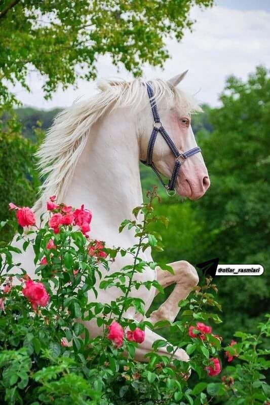 ���������� ������, ���� ������� Sirojiddin, 38 ���, ������������ ��� ������, ����� � ���������