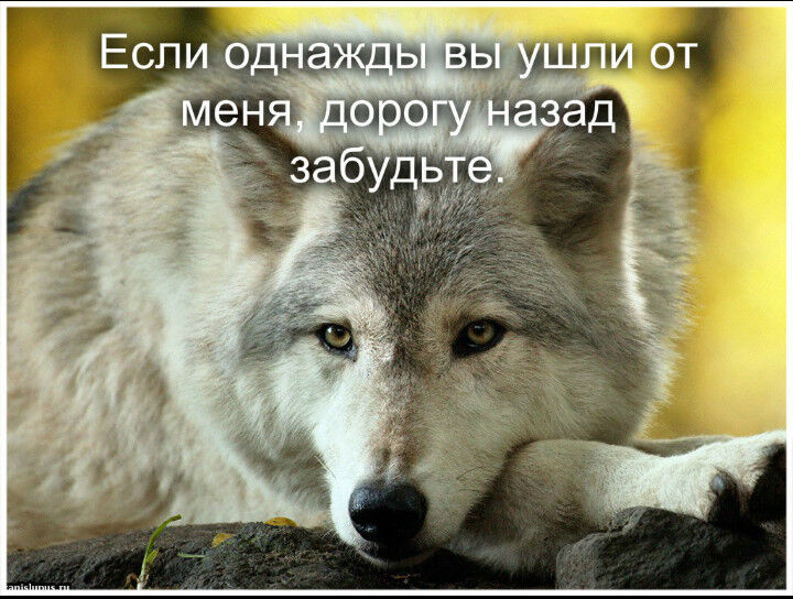 ���������� �����������-��-�����, ���� ������� �����, 39 ���, ������������ ��� ������, ����� � ���������, c�������� ���������