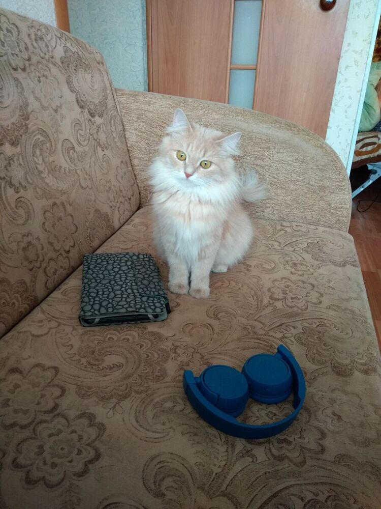 ���� 21033565 ������� �����, 39 ���, ���� ���������� � ������