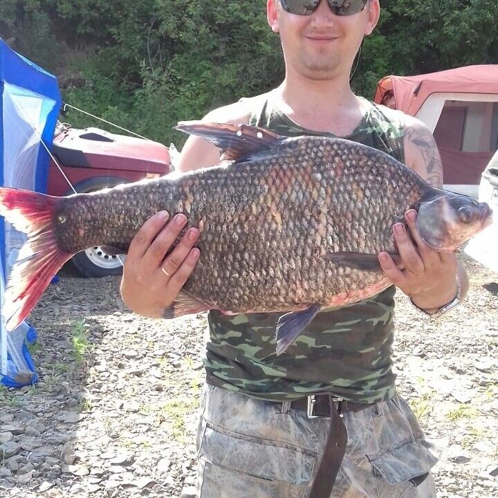 ���� 11189855 ������� �������, 43 ����, ���� ���������� � ����������