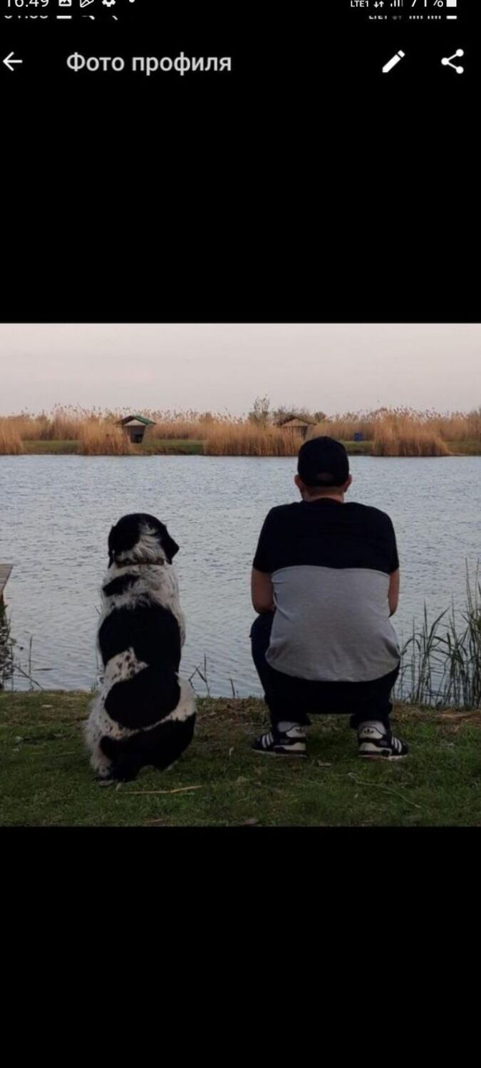 ���������� ������-��-����, ���� ������� ������, 36 ���, ������������ ��� ����� � ���������, c�������� ���������