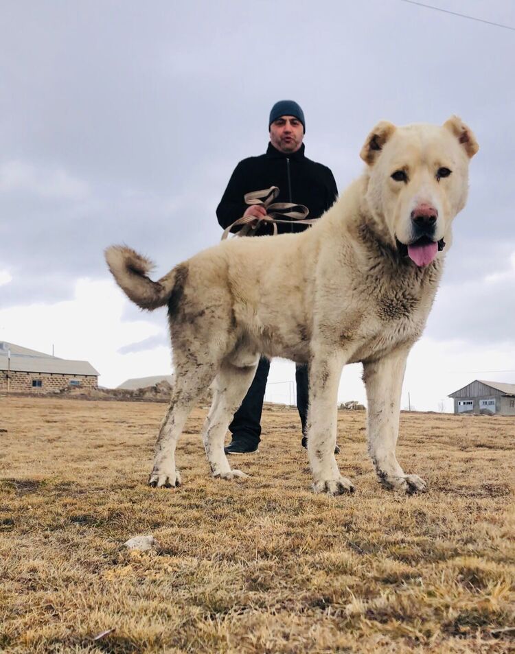 ���������� ������, ���� ������� ���, 41 ���, ������������ ��� ������, ����� � ���������, c�������� ���������, ���������