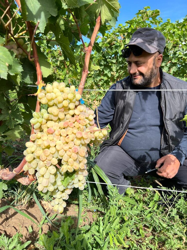 ���� 54975835 ������� Samvel, 39 ���, ���� ���������� � ����������