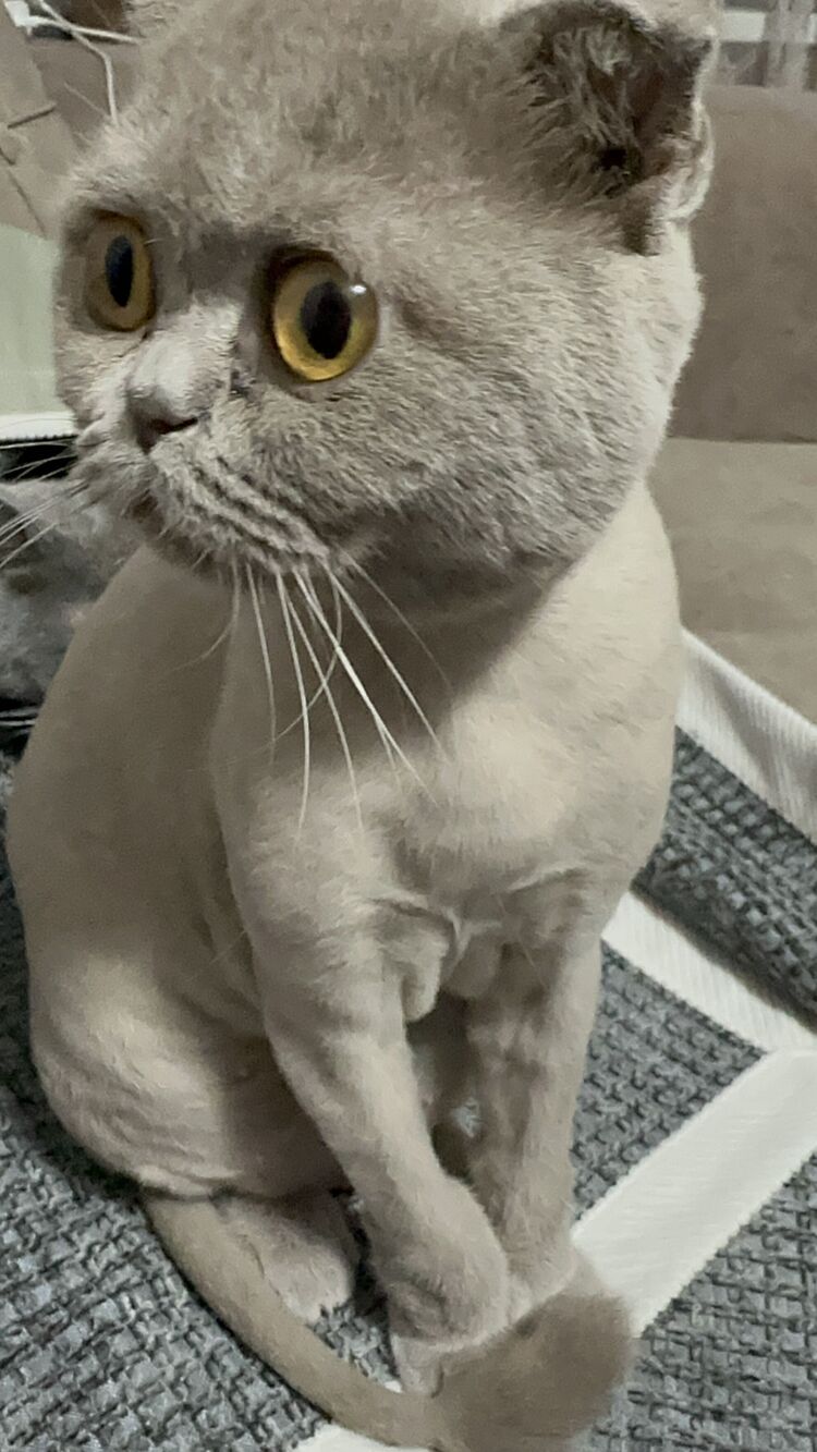 ���� 54247175 ������� ���, 40 ���, ���� ���������� � ������