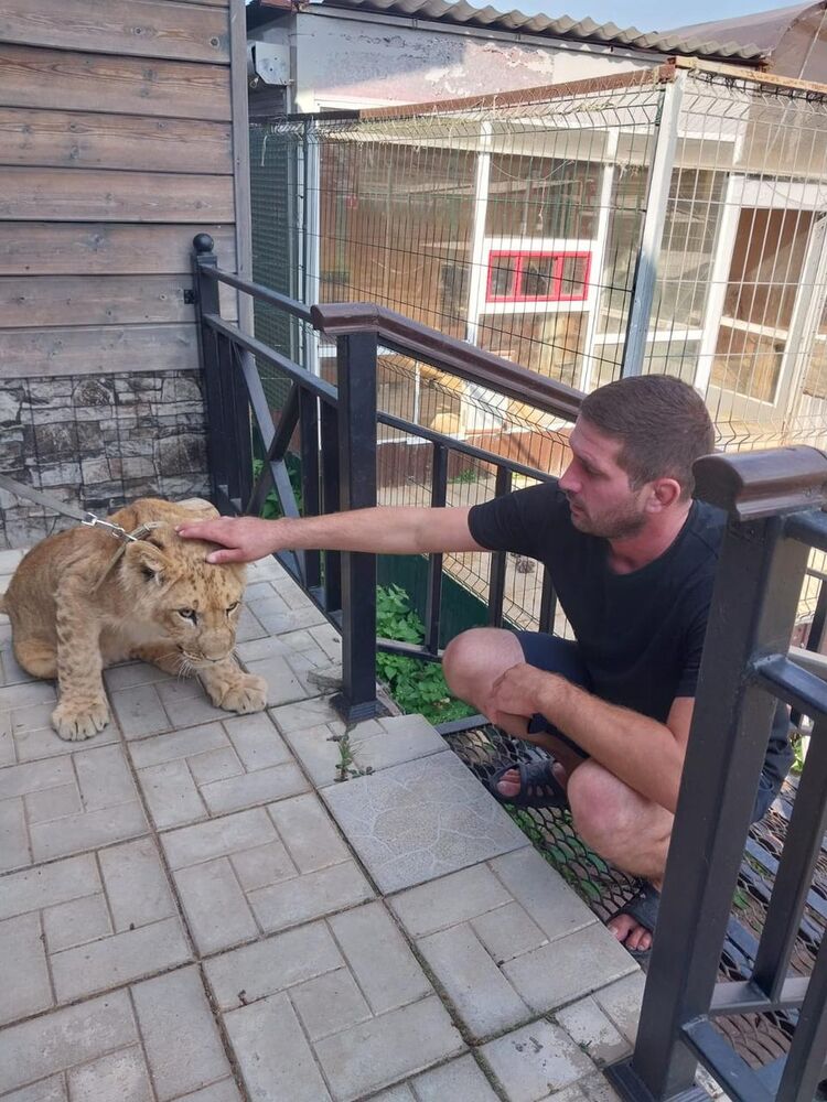 ���������� ������-��-����, ���� ������� �����, 34 ����, ������������ ��� ����� � ���������, c�������� ���������