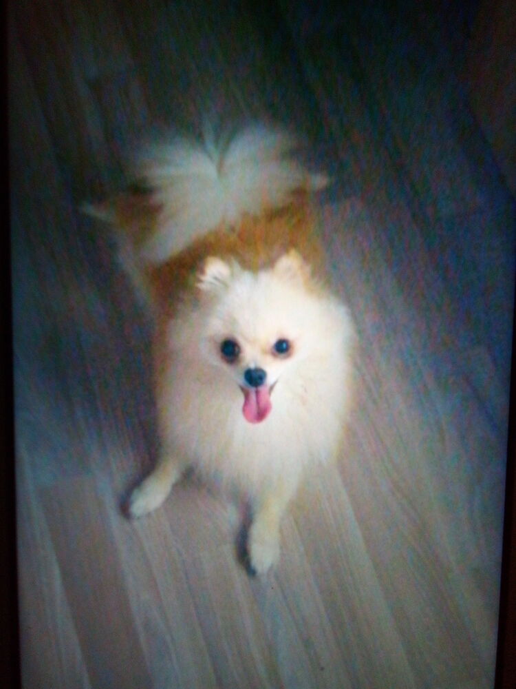 ���������� ������, ���� ������� �etr, 41 ���, ������������ ��� ������, ���������