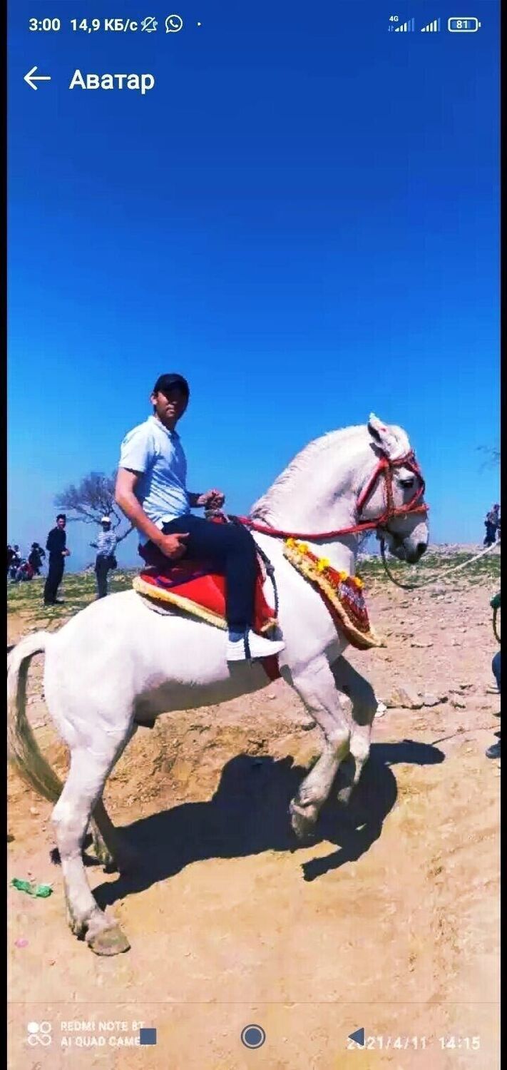 ���������� �����-���������, ���� ������� �oxir, 33 ����, ������������ ��� ������, ����� � ���������