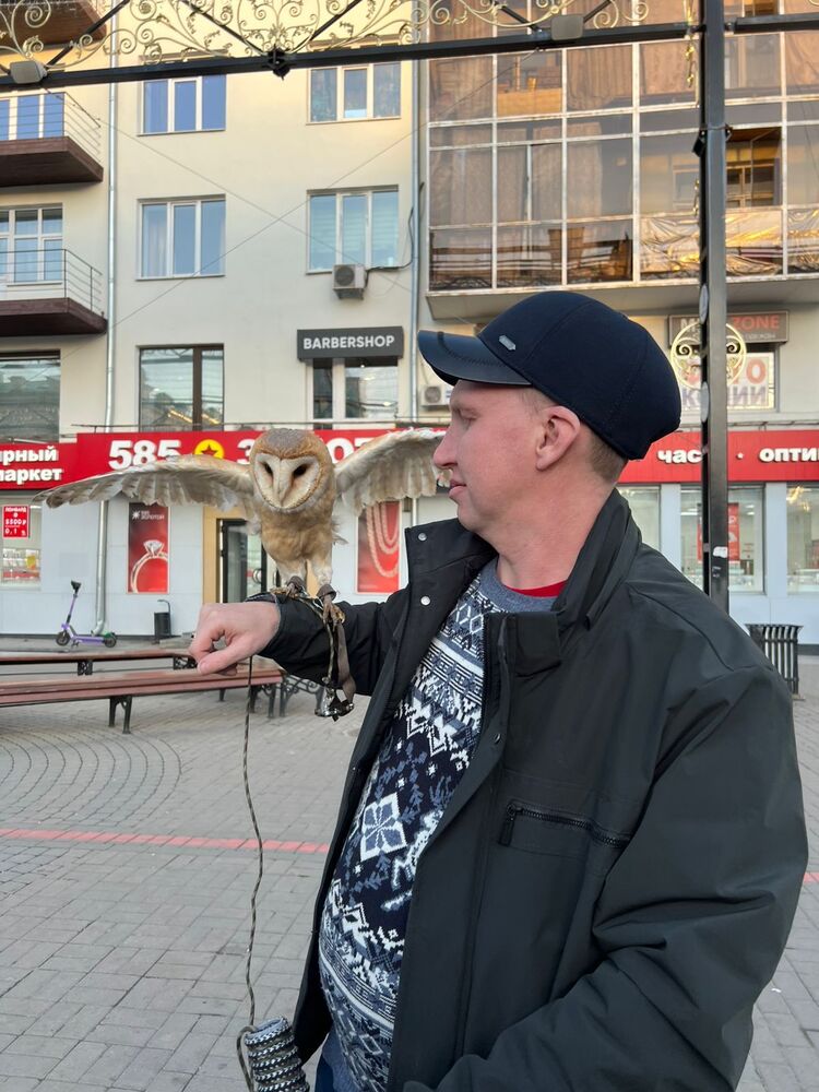 ���������� ������������, ���� ������� �������, 36 ���, ������������ ��� ������, ����� � ���������, c�������� ���������