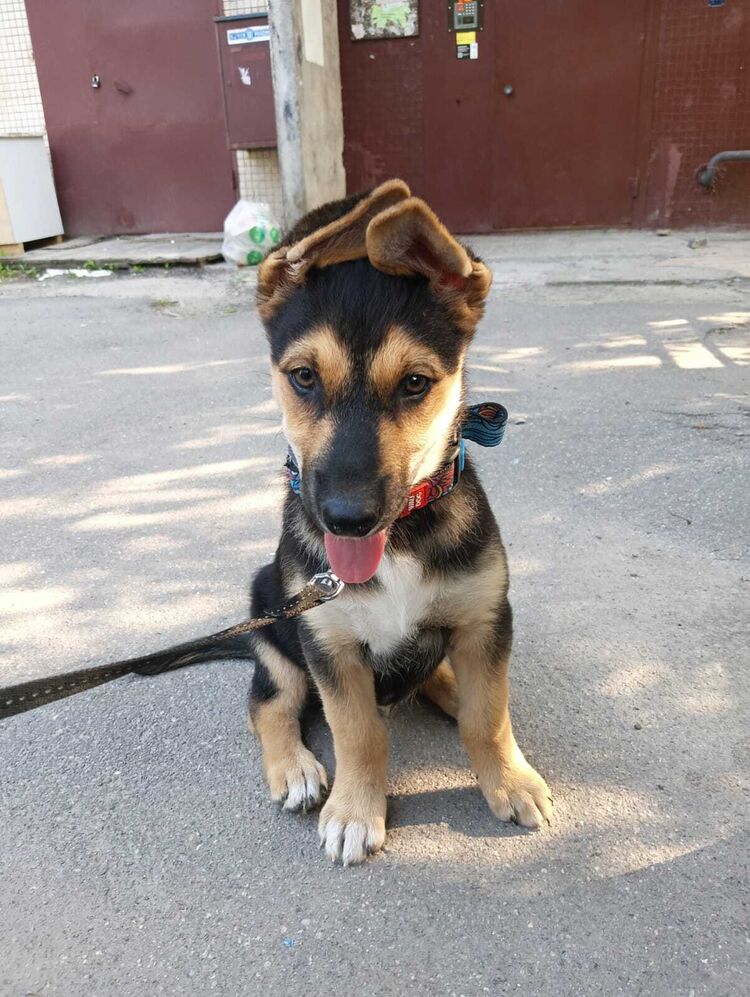 ���������� �����-���������, ���� ������� �������, 51 ���, ������������ ��� ������, ����� � ���������