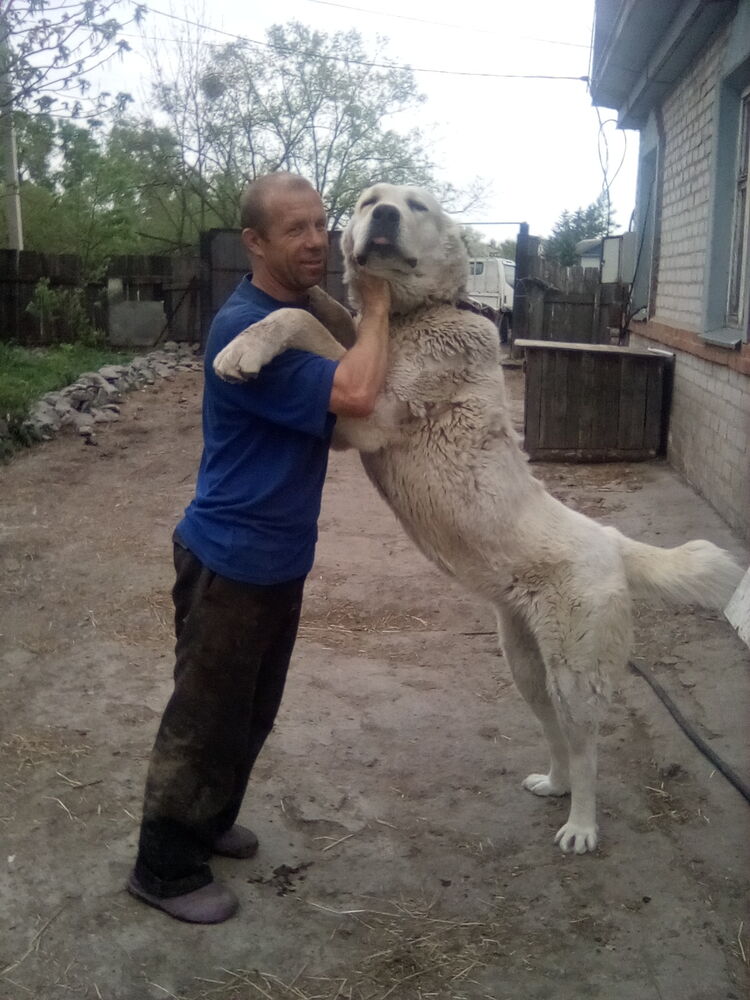 ���� 22986365 ������� ����, 45 ���, ���� ���������� � ����������