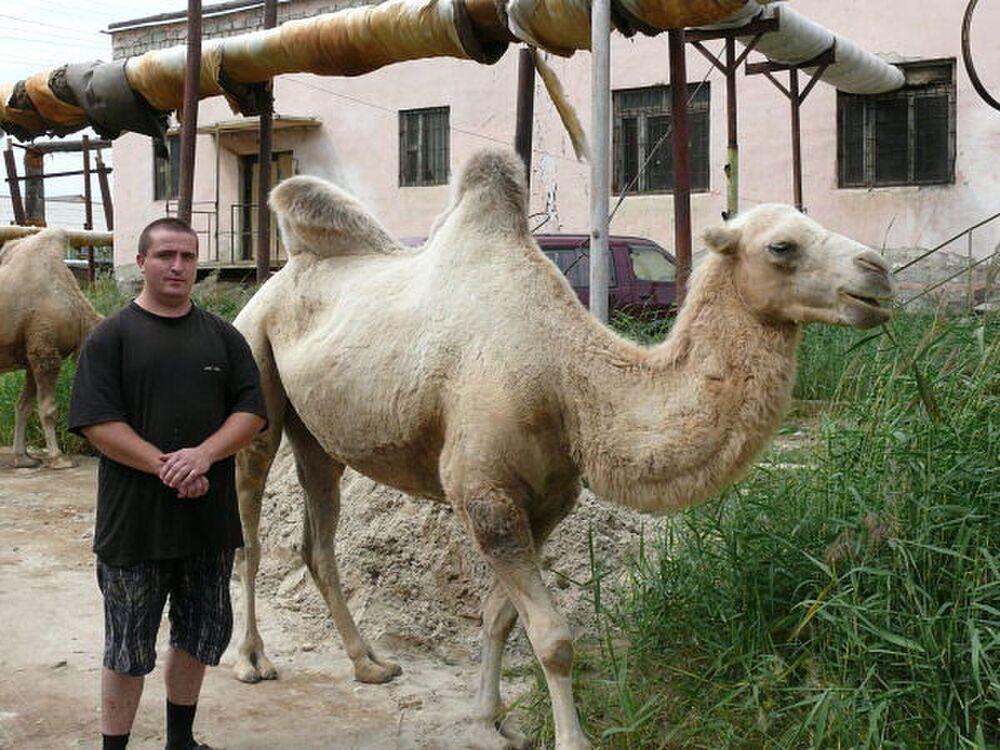 ���������� ������, ���� ������� ����������, 46 ���, ������������ ��� ������, ����� � ���������, c�������� ���������