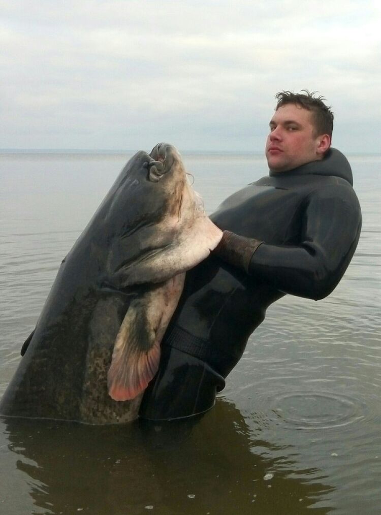 ���� 33487685 ������� ����, 36 ���, ���� ���������� � �����