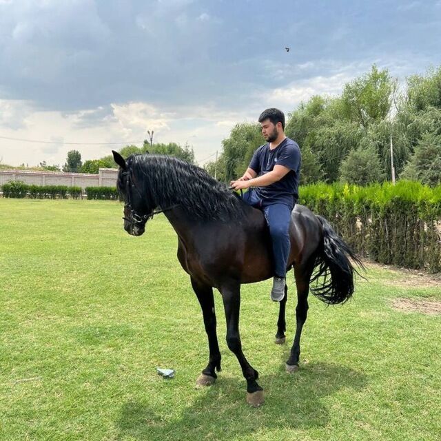 ���������� �������, ���� ������� Sardor, 31 ���, ������������ ��� ������, ����� � ���������, c�������� ���������