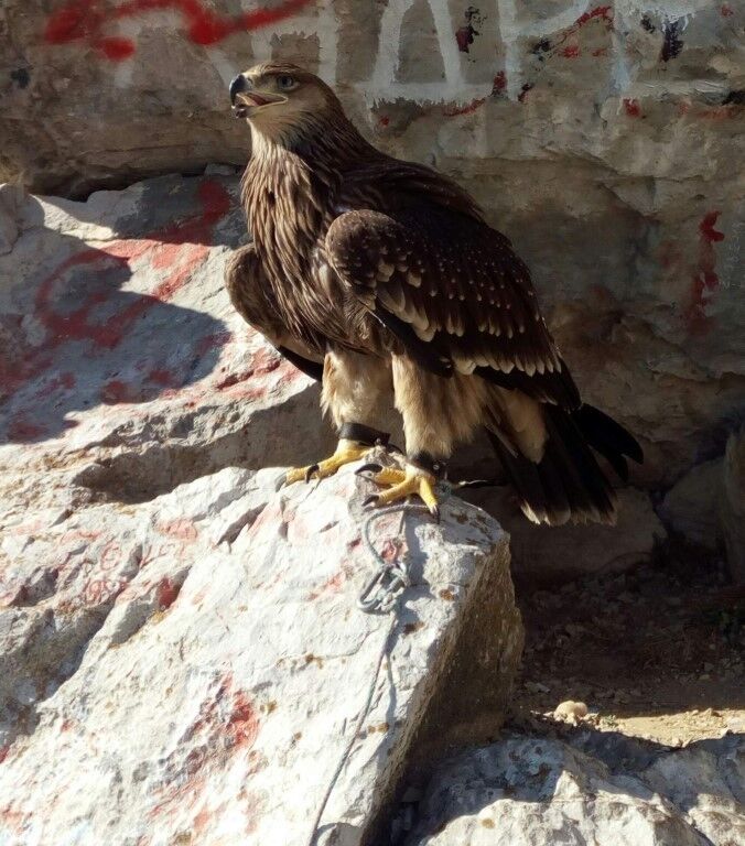 ���������� �����������, ���� ������� �������, 48 ���, ������������ ��� ������, ����� � ���������, c�������� ���������