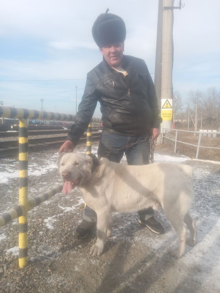 ���� 31430275 ������� ����, 50 ���, ���� ���������� � ������������