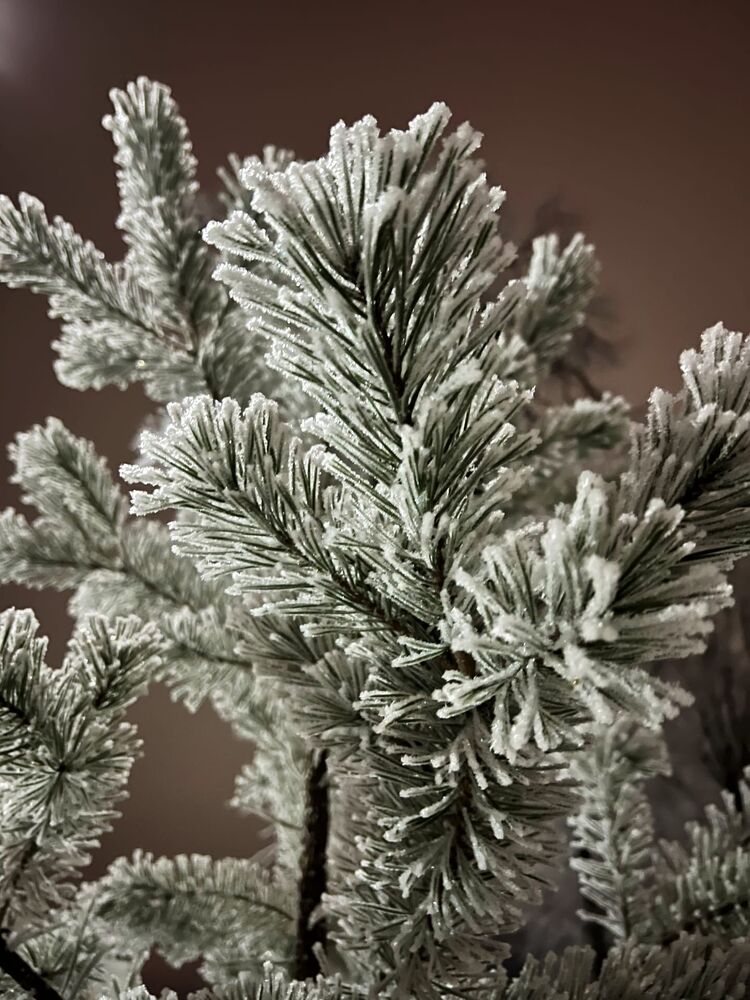 ���� 55503625 ������� �������, 29 ���, ���� ���������� � ������ ���������