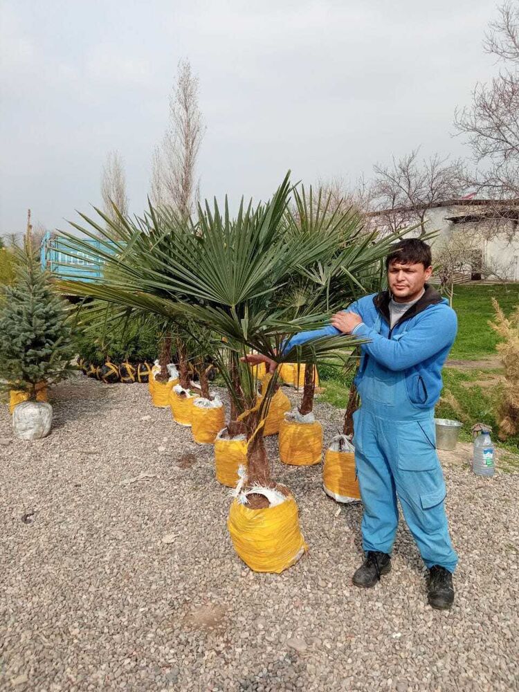 ���������� ������, ���� ������� �����, 29 ���, ������������ ��� ������, ����� � ���������