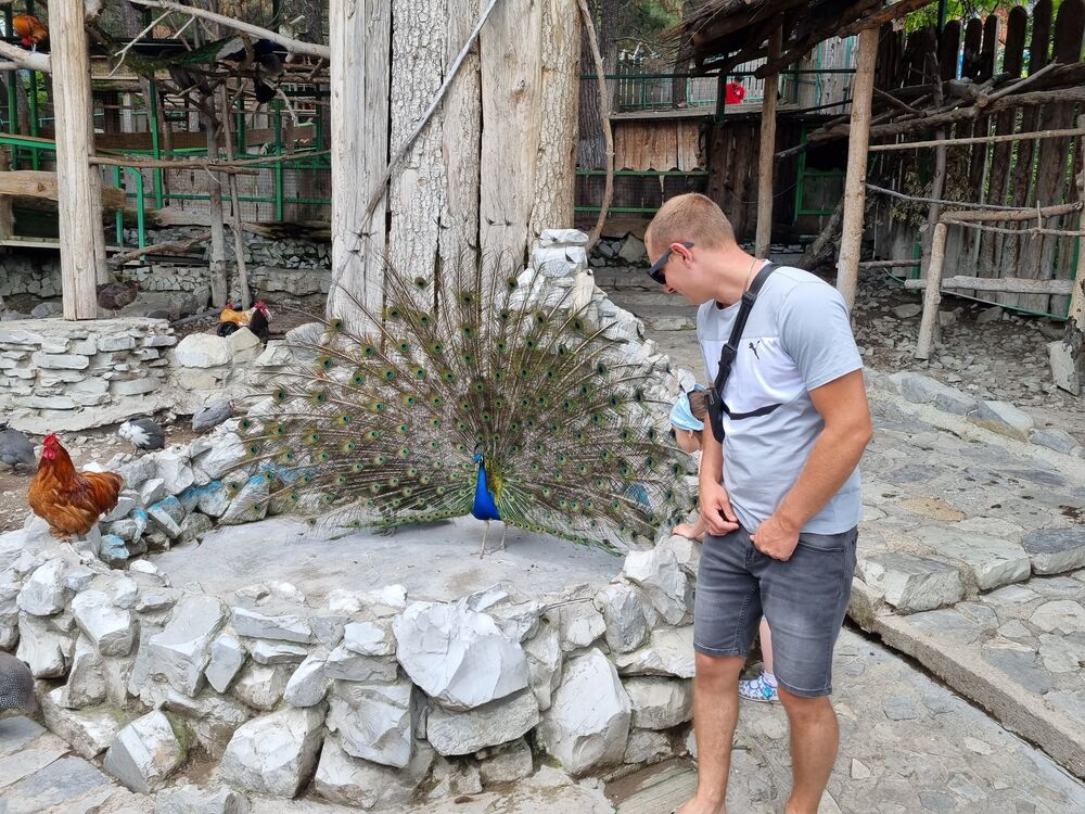  29346515  , 31 ,    --