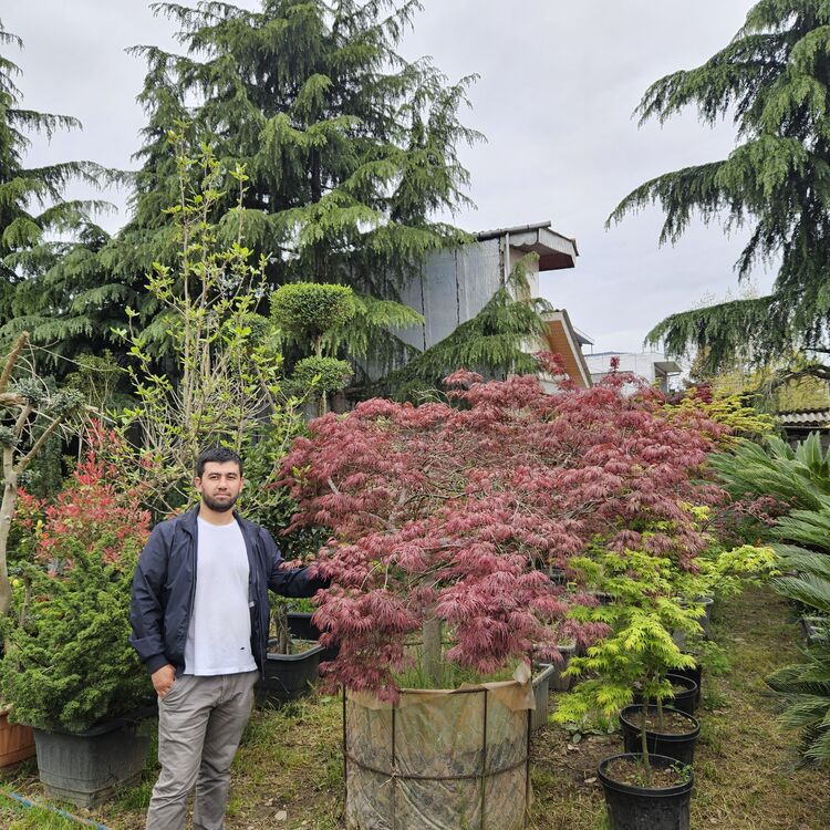 ���� 52800195 ������� ����, 34 ����, ���� ���������� � ���������