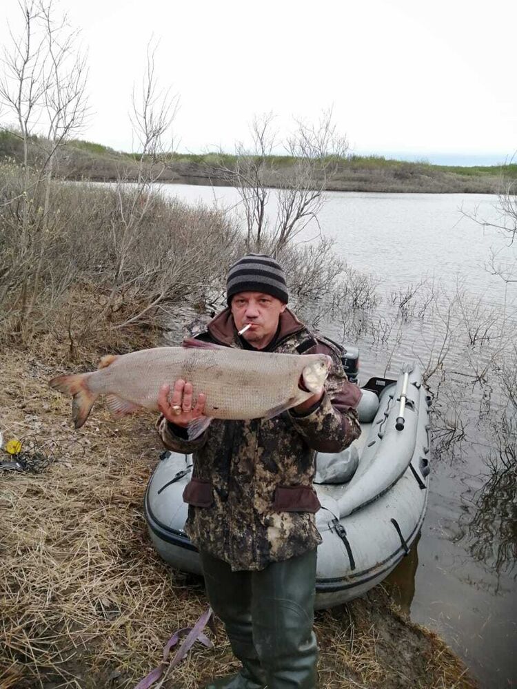 ���� 37538075 ������� �����, 43 ����, ���� ���������� � �����