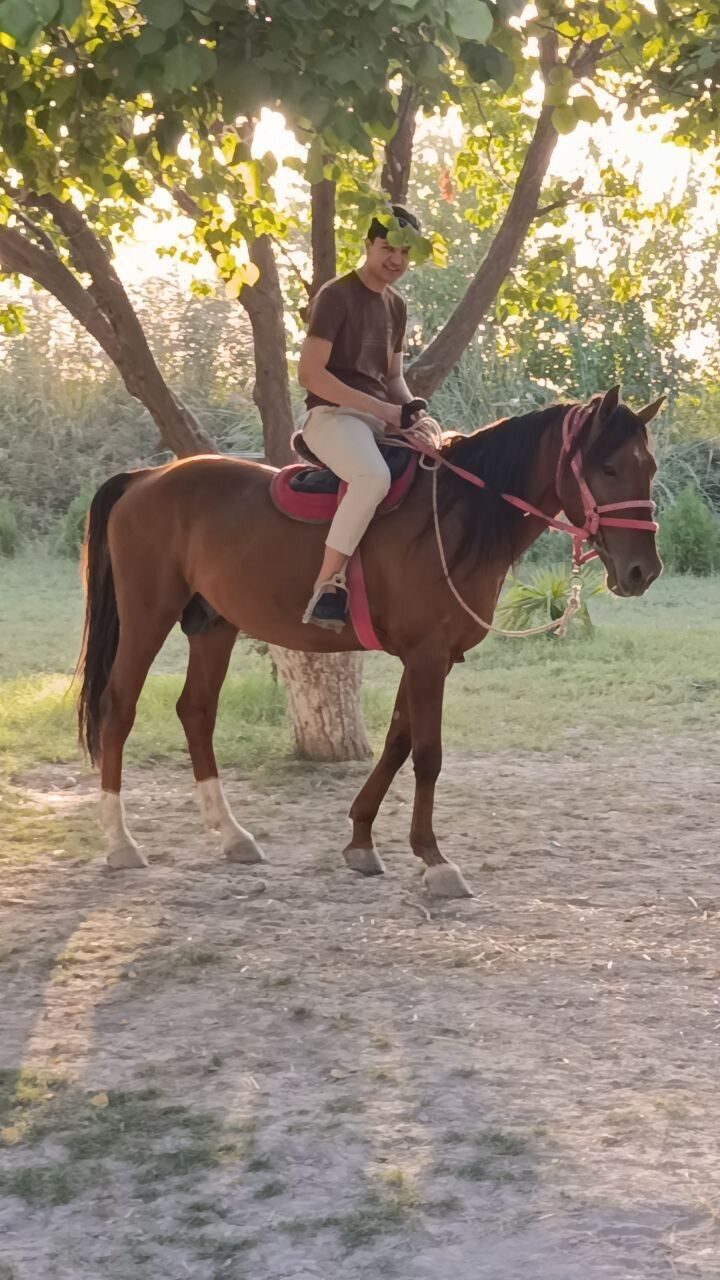 ���� 55360915 ����� Asilbek, 24 ����, ���� ���������� � �����