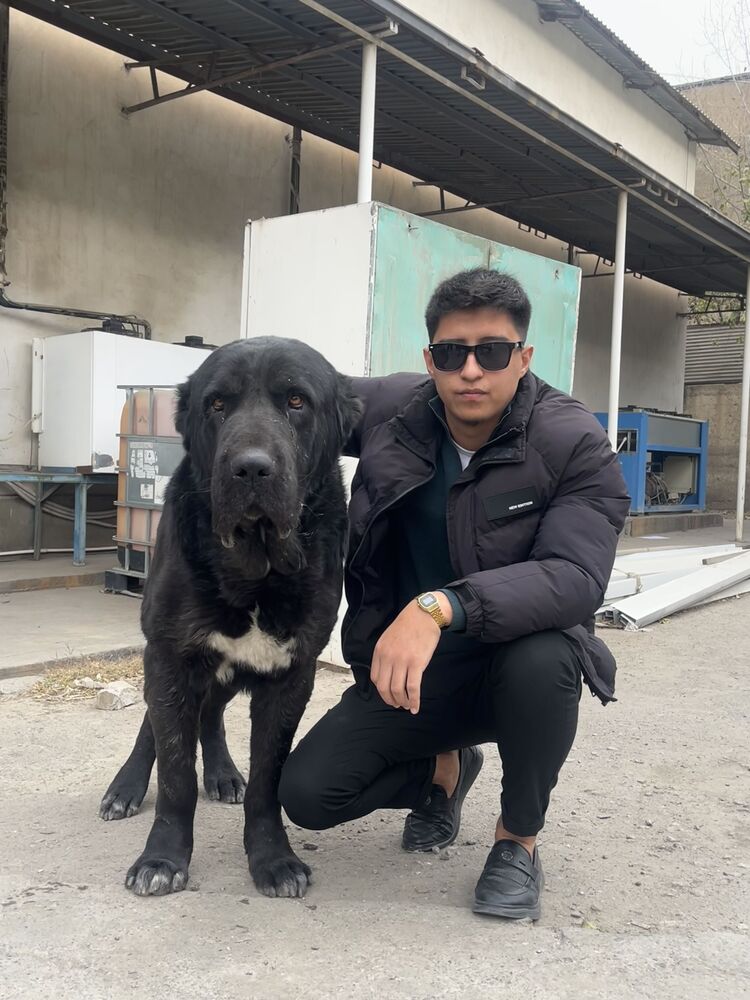 ���������� ���������, ���� ������� �����, 26 ���, ������������ ��� ������, ����� � ���������