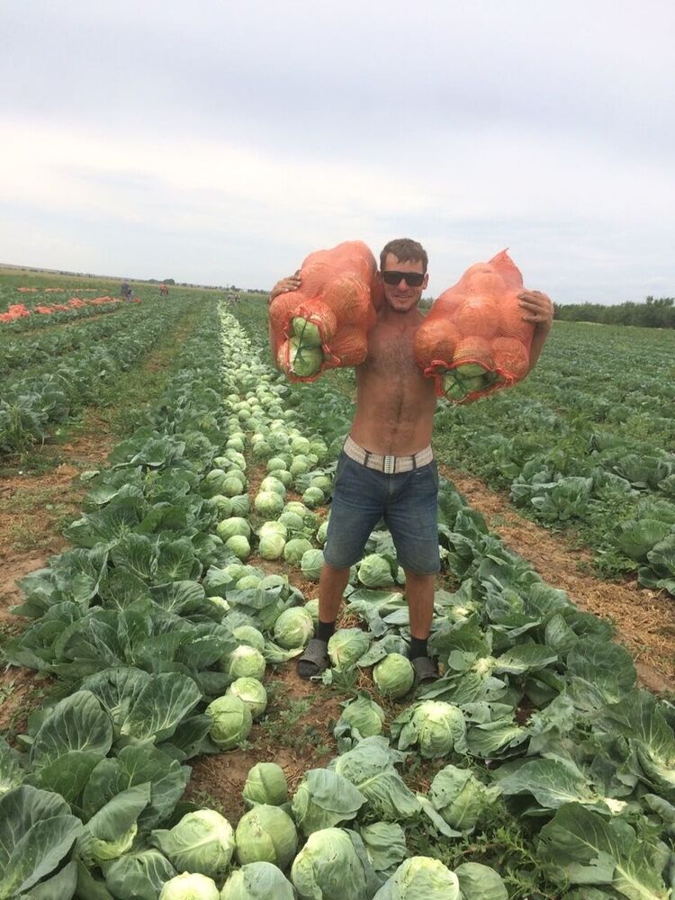 ���������� �����, ���� ������� ���������, 36 ���, ������������ ��� ������, ����� � ���������, c�������� ���������