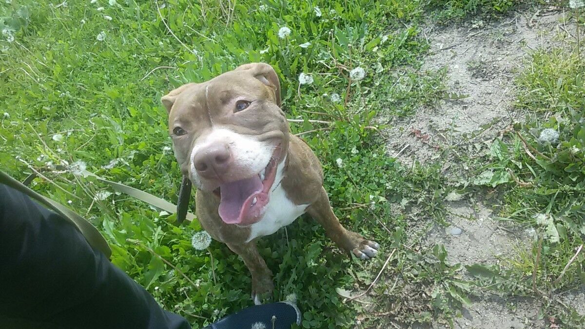 ���������� �������, ���� ������� ������, 40 ���, ������������ ��� ������, ����� � ���������, c�������� ���������, ���������