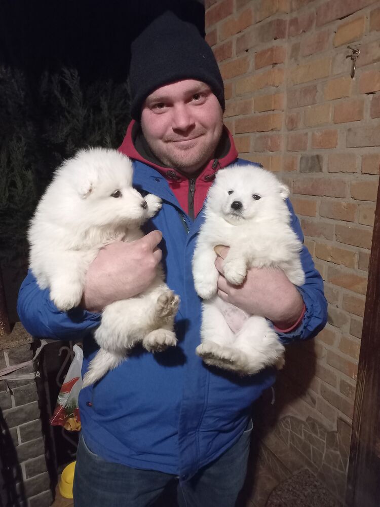 ���������� ������, ���� ������� ����, 33 ����, ������������ ��� ������, ����� � ���������, c�������� ���������