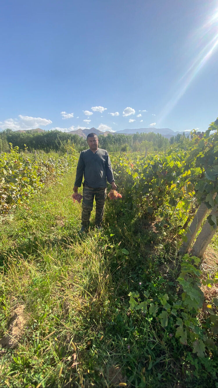 ���� 38365075 ������� ������, 40 ���, ���� ���������� � ������