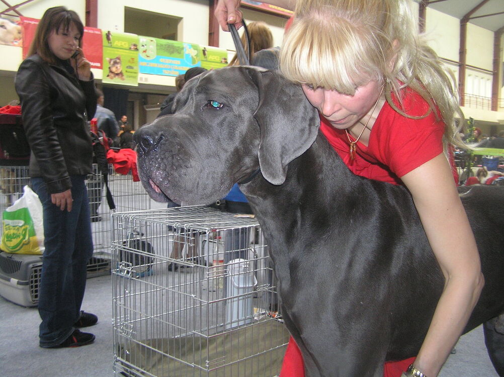 ���������� ����, ���� ������� Nana, 56 ���, ������������ 