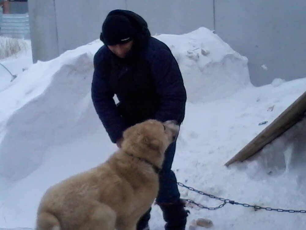 ���������� ������, ���� ������� Givi Georgia, 51 ���, ������������ ��� ������, ����� � ���������, c�������� ���������