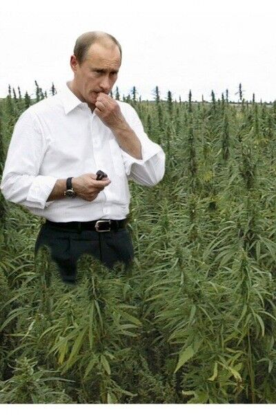 ���� 7831325 ������� �����, 44 ����, ���� ���������� � ������������