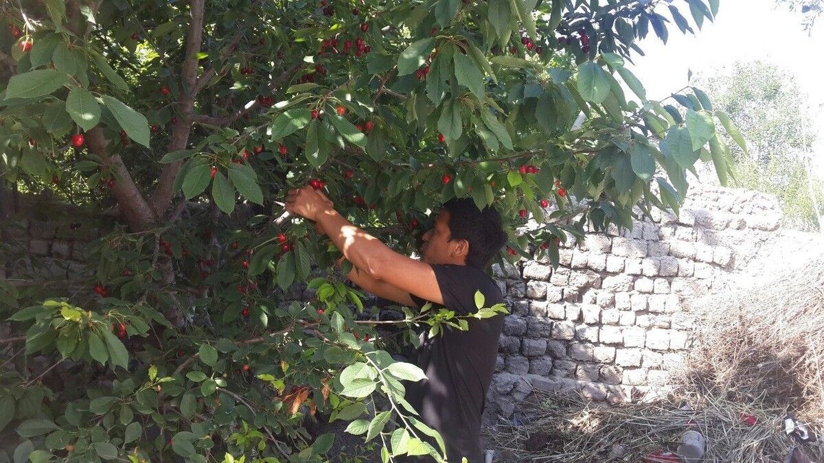 ���� 17578275 ������� ������, 34 ����, ���� ���������� � ��������������