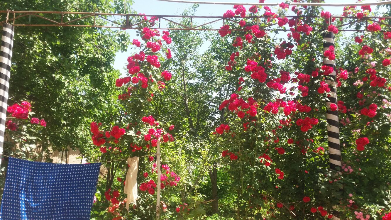 ���������� ���������, ���� ������� ����������, 44 ����, ������������ ��� ������, ����� � ���������