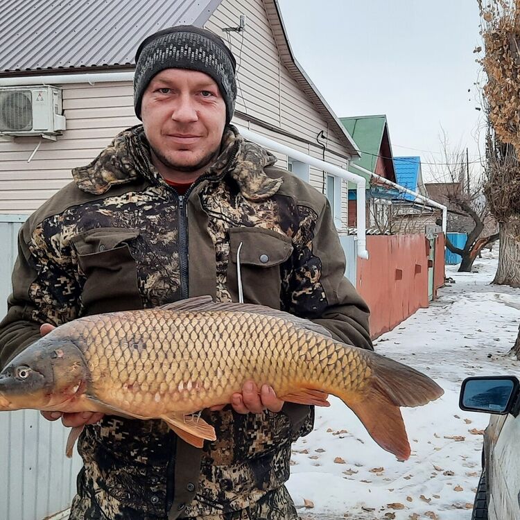 ���������� ���������, ���� ������� ����, 36 ���, ������������ ��� ������, ����� � ���������