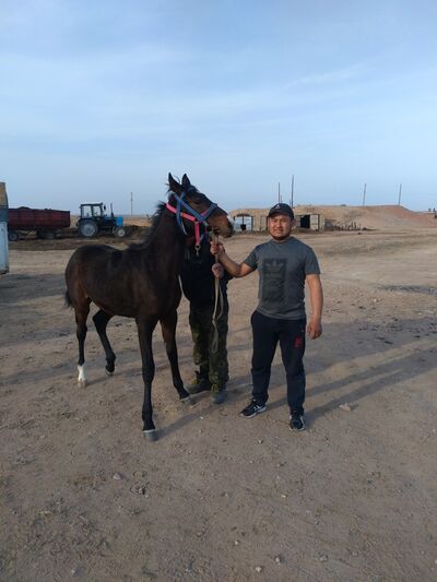  ,   Daniyar, 33 ,   ,   , c 