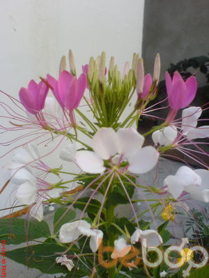  ,    k, 50 ,     , c 