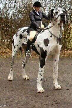 ���������� ��������, ���� ������� ������, 47 ���, ������������ ��� ������, ����� � ���������, c�������� ���������