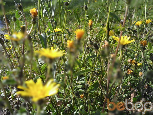 ���������� ����, ���� ������� ������, 40 ���, ������������ ��� ������, ����� � ���������, c�������� ���������