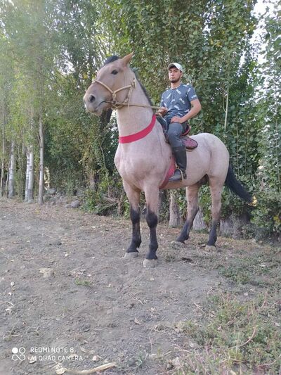  ,   Narzullo, 30 ,   ,   