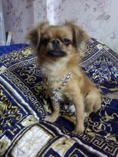  ,   Elena snaik, 56 ,   ,   , c 