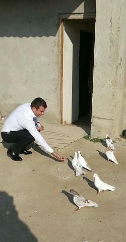  ,   Arsen, 36 ,   