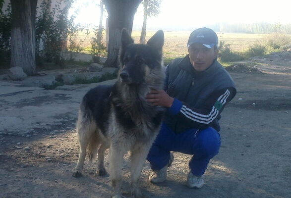  ,   WoLf, 43 ,  