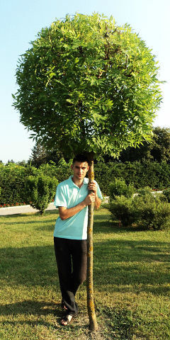  ,   ALEGOR, 34 ,   