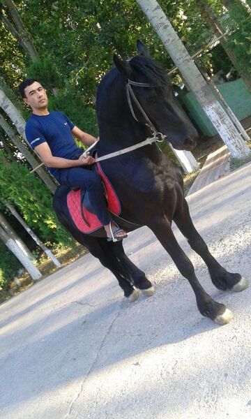  --,   Dima, 40 ,   ,   , c , 