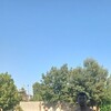   Yahyoyev